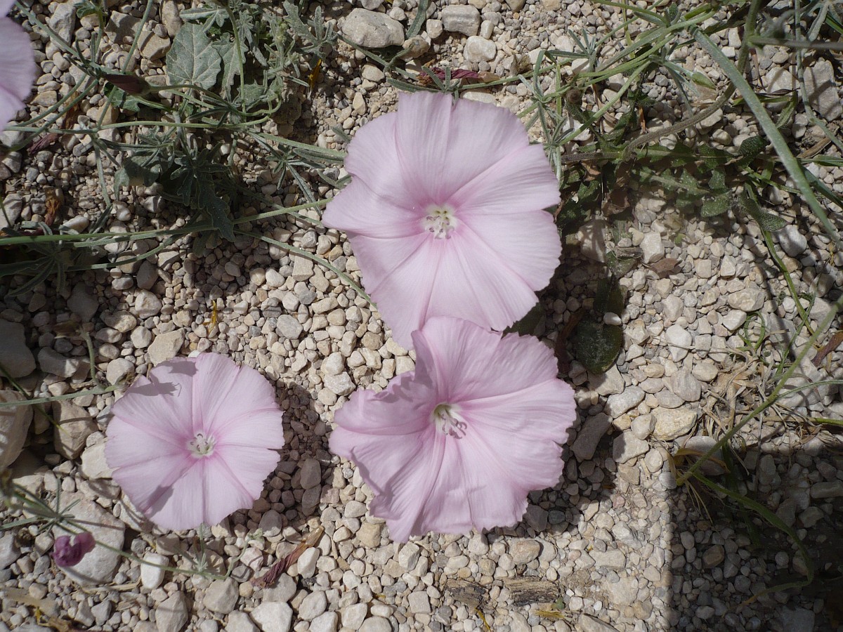 Convolvulus althaeoides, Mallowleaved Bindweed